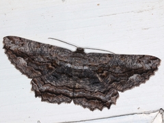 Scioglyptis lyciaria