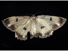 Scioglyptis lyciaria
