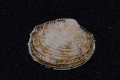 Antigona persimilis