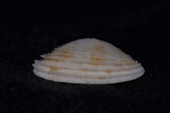 Antigona persimilis