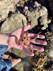 Ophiopsammus maculata