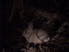 Sylvilagus audubonii