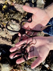 Ophiopsammus maculata