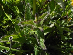 Stachydeae