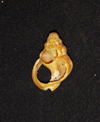 Phrontis nassiformis