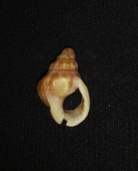 Phrontis nassiformis