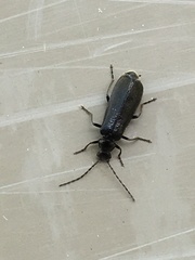 Rhagonycha mandibularis