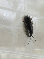 Rhagonycha mandibularis