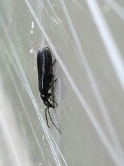 Rhagonycha mandibularis