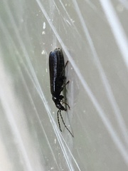 Rhagonycha mandibularis