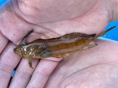 Cristiceps aurantiacus