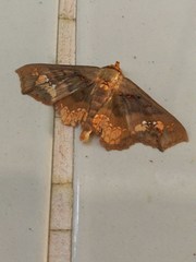 Lopharthrum comprimens