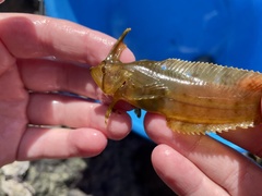 Cristiceps aurantiacus