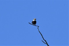 Cheramoeca leucosterna