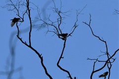 Cheramoeca leucosterna