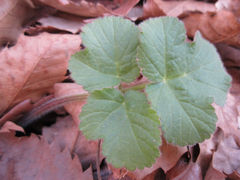 Heracleum moellendorffii