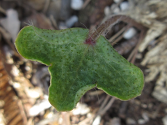 Hepatica nobilis