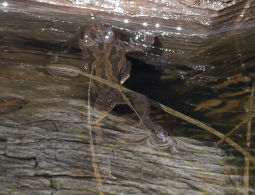 iNaturalist observation photo of Pacific chorus frog