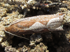 Ancylis repandana
