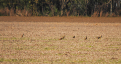 Oreopholus ruficollis