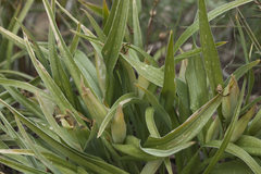 Scorpiris
