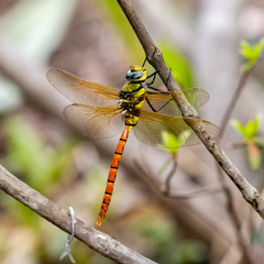 Anax aurantiacus