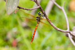 Anax aurantiacus