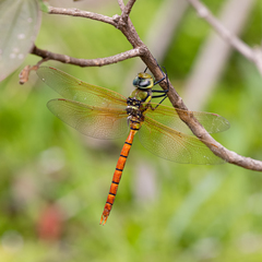 Anax aurantiacus