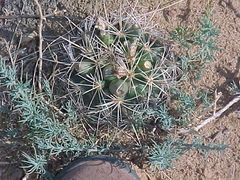 Coryphantha robustispina uncinata