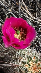 Echinocereus engelmannii