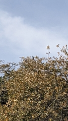 Campylorhynchus brunneicapillus