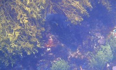 Parma alboscapularis