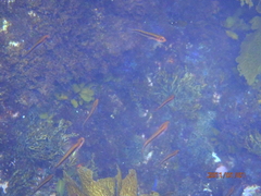 Forsterygion maryannae