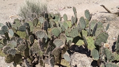 Opuntia chlorotica