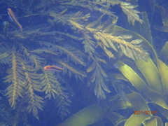 Forsterygion maryannae
