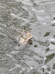 Trachemys scripta elegans