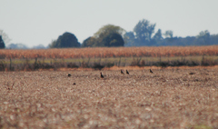 Oreopholus ruficollis