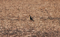 Oreopholus ruficollis