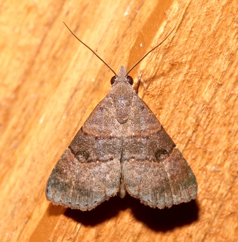 Double-lined Brown Moth photo 4
