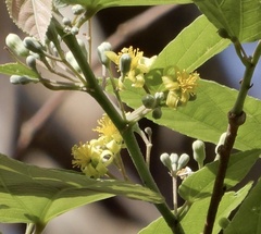 Grewia tiliifolia