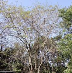 Grewia tiliifolia