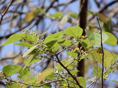Grewia tiliifolia