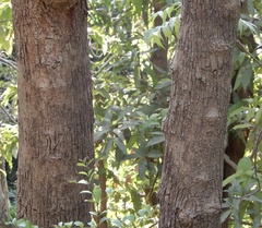Grewia tiliifolia