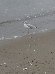 Larus delawarensis