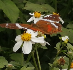 Anartia fatima fatima