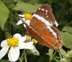 Anartia fatima fatima