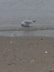 Larus delawarensis