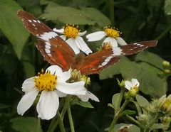 Anartia fatima fatima