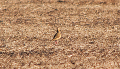 Oreopholus ruficollis