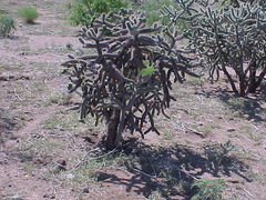 Cylindropuntia imbricata spinosior